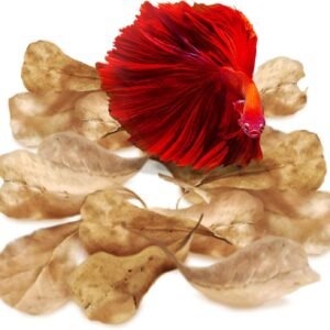 SunGrow 50 pcs Catappa Indian Almond Leaves – 2” Water Conditioner for Betta Fish Tank, Aquarium Leaf for Fish Breeding, Shrimp, Goldfish, Guppy & Frogs