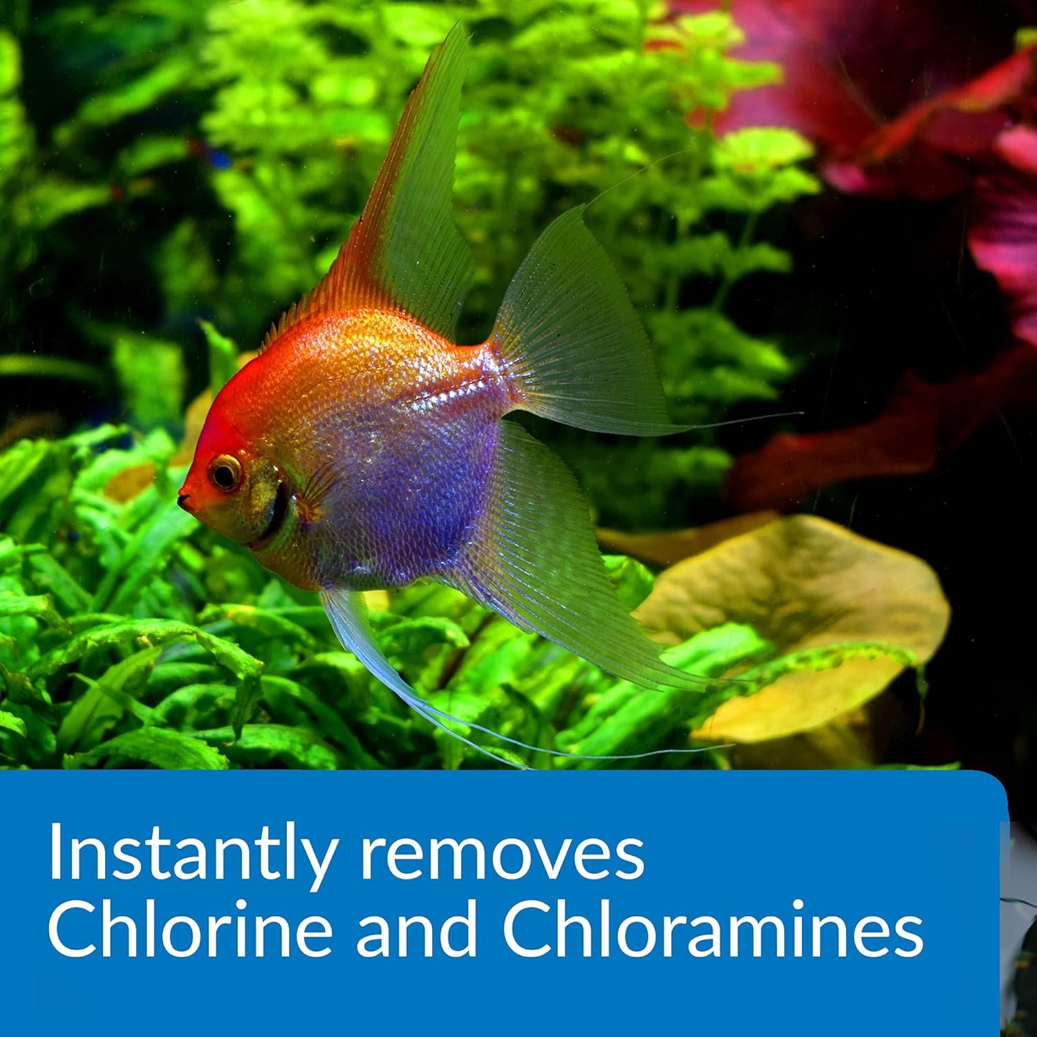 API AMMO-LOCK Freshwater and Saltwater Aquarium Ammonia Detoxifier 16-Ounce Bottle - Image 5